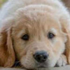 Meet your Posher, Lilly